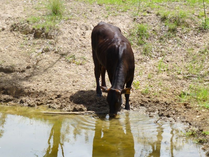 188 Wyuna Road, Gordonbrook QLD 4610