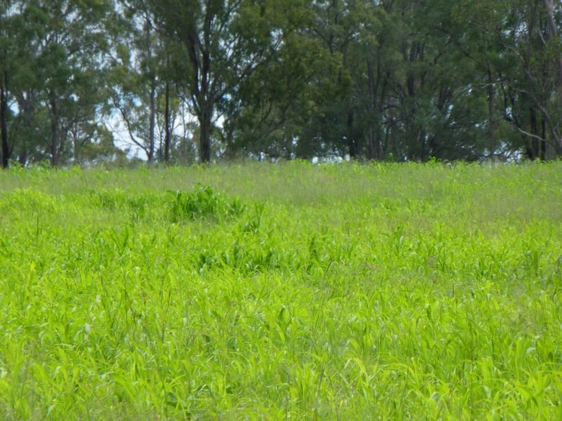 188 Wyuna Road, Gordonbrook QLD 4610