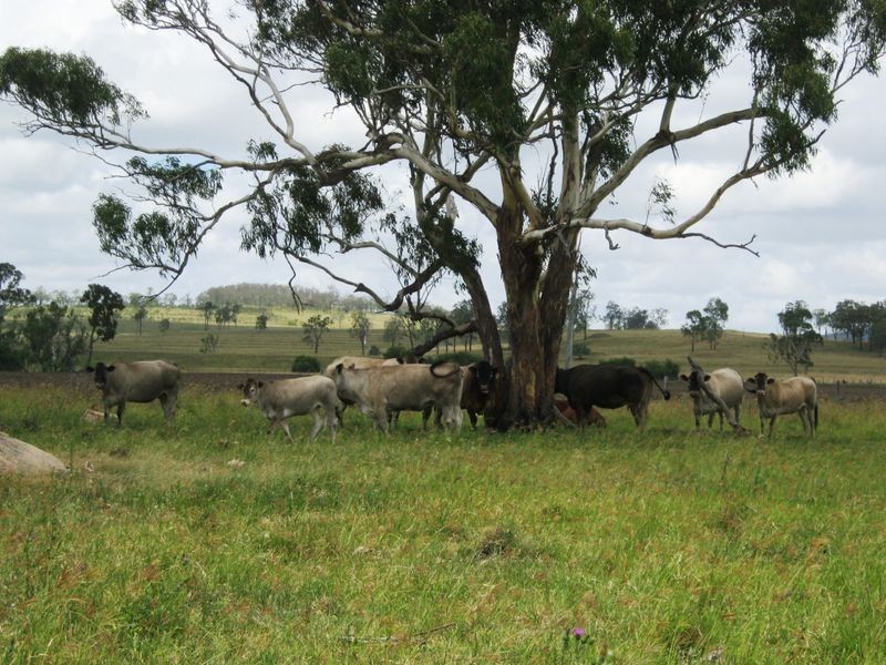 60 Maidenwell Pimpimbudgee Road, Maidenwell QLD 4615