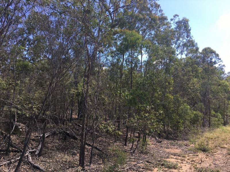 491 Dangore Mountain Road, Dangore QLD 4610