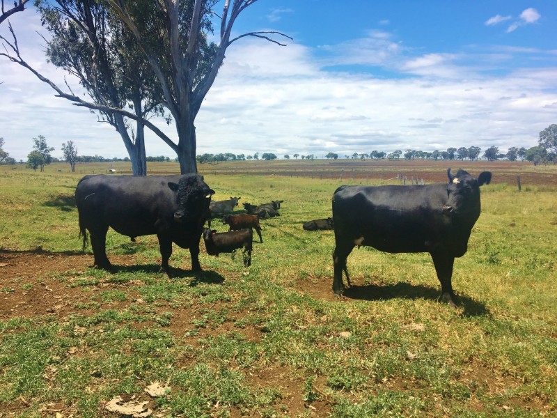 376 MP Creek Road, Mp Creek QLD 4606