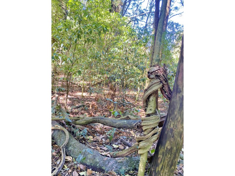 Lot 8 Bunya Mountains Road, Bunya Mountains QLD 4405