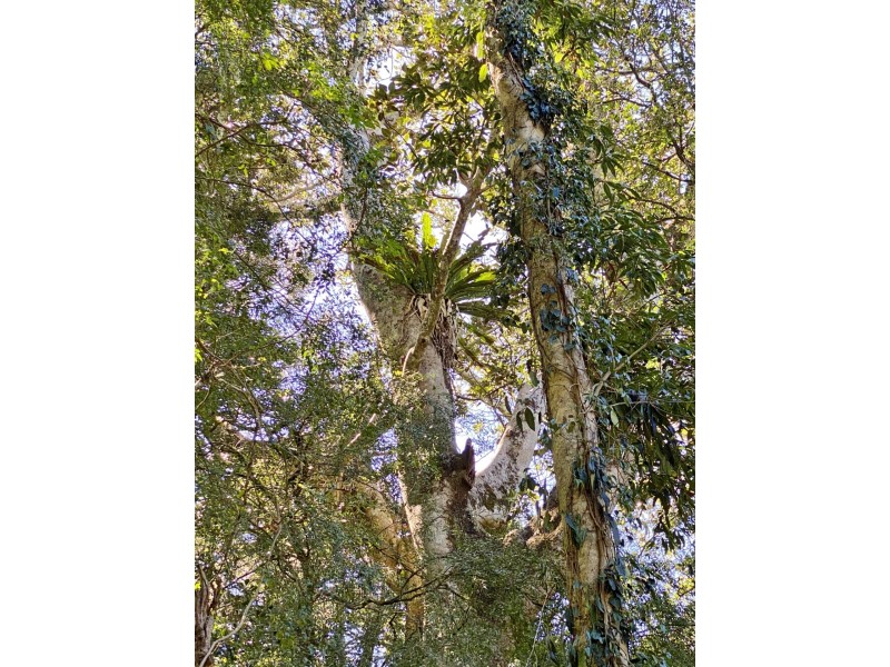 Lot 8 Bunya Mountains Road, Bunya Mountains QLD 4405