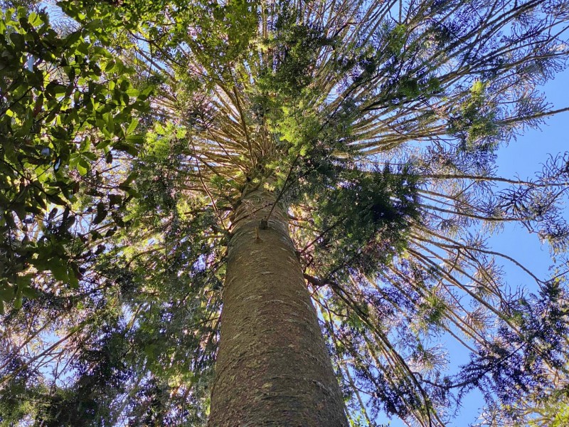 Lot 8 Bunya Mountains Road, Bunya Mountains QLD 4405