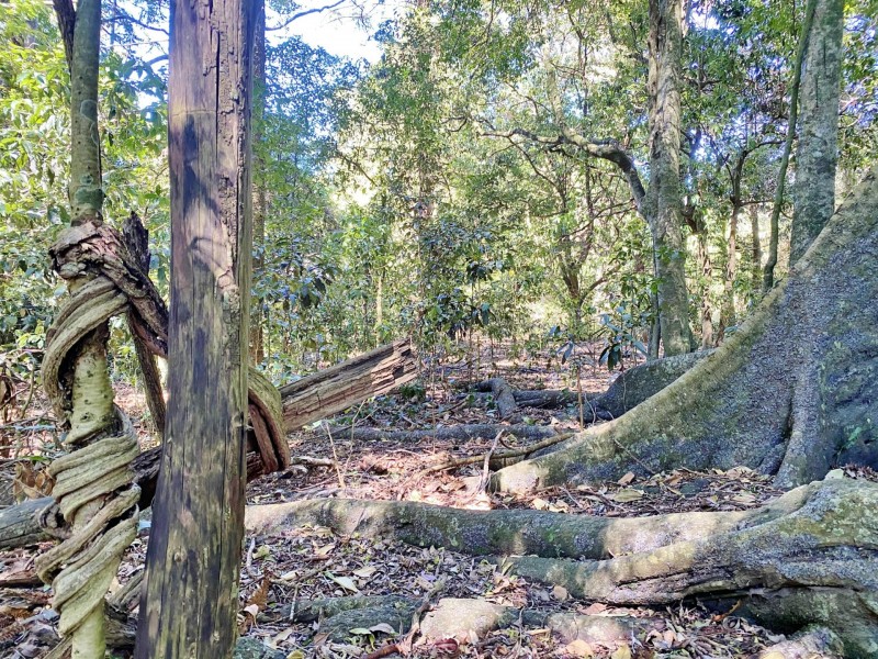 Lot 8 Bunya Mountains Road, Bunya Mountains QLD 4405