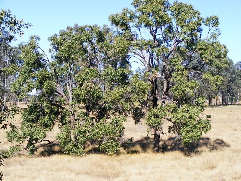 29 Rattenburys Road, Inverlaw QLD 4610