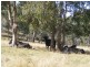702 Kumbia Road, Ellesmere QLD 4610