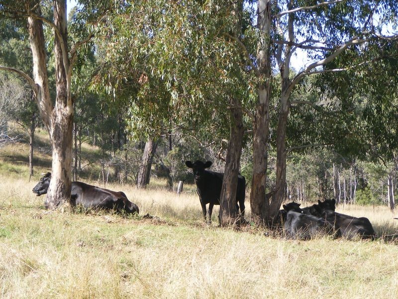 702 Kumbia Road, Ellesmere QLD 4610