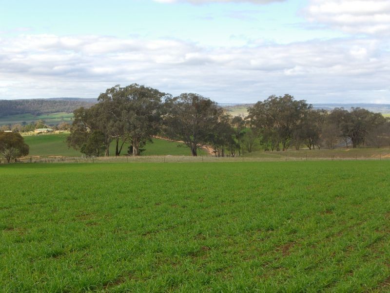 3967 Murringo Road, Young NSW 2594