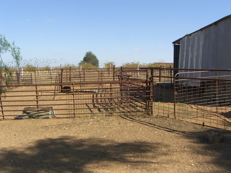 3967 Murringo Road, Young NSW 2594