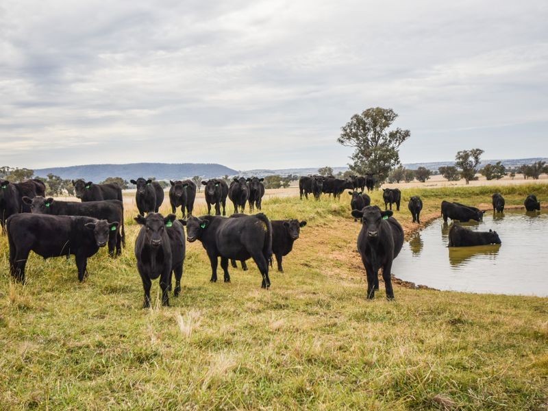 3374 Murringo Rd, Young NSW 2594