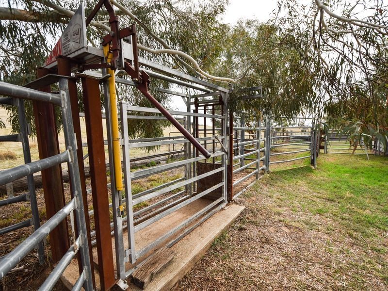 3374 Murringo Rd, Young NSW 2594