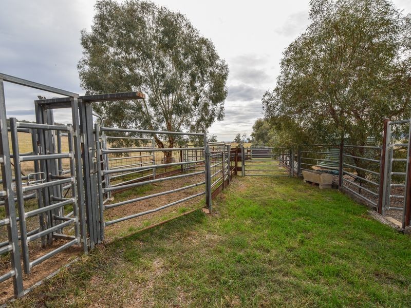 3374 Murringo Rd, Young NSW 2594