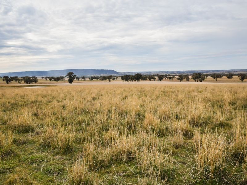 3374 Murringo Rd, Young NSW 2594