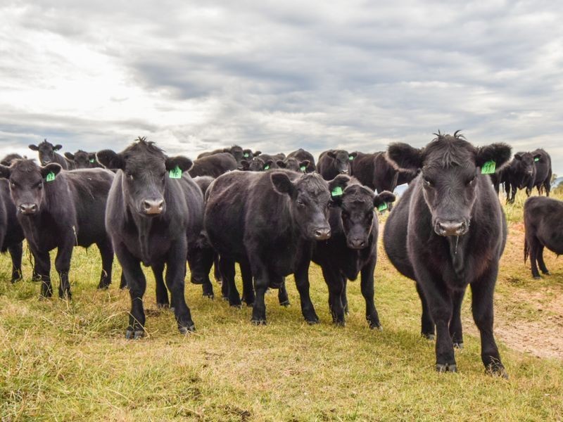 3374 Murringo Rd, Young NSW 2594