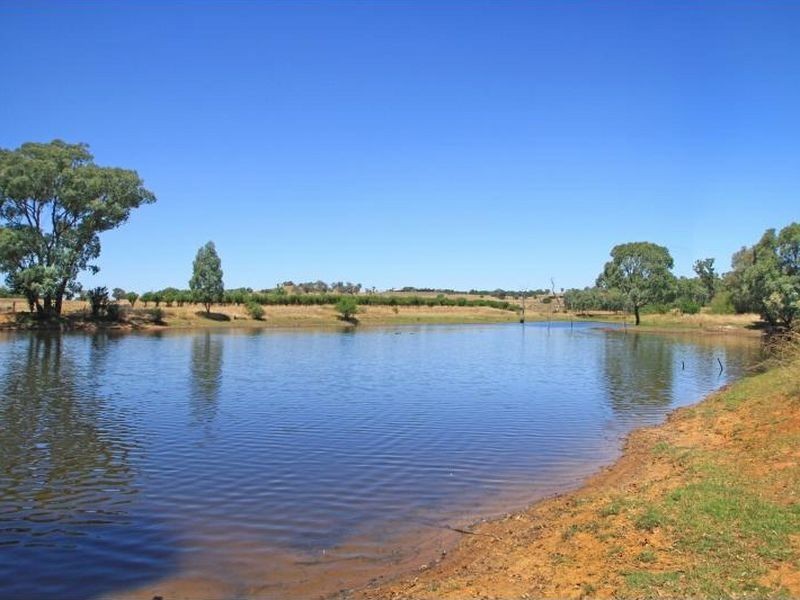215 Bribbaree Rd Maimuru, Young NSW 2594
