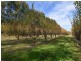 156 Caroona Road Wombat, Young NSW 2594