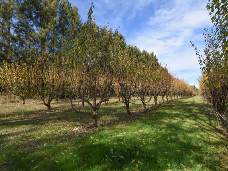 156 Caroona Road Wombat, Young NSW 2594