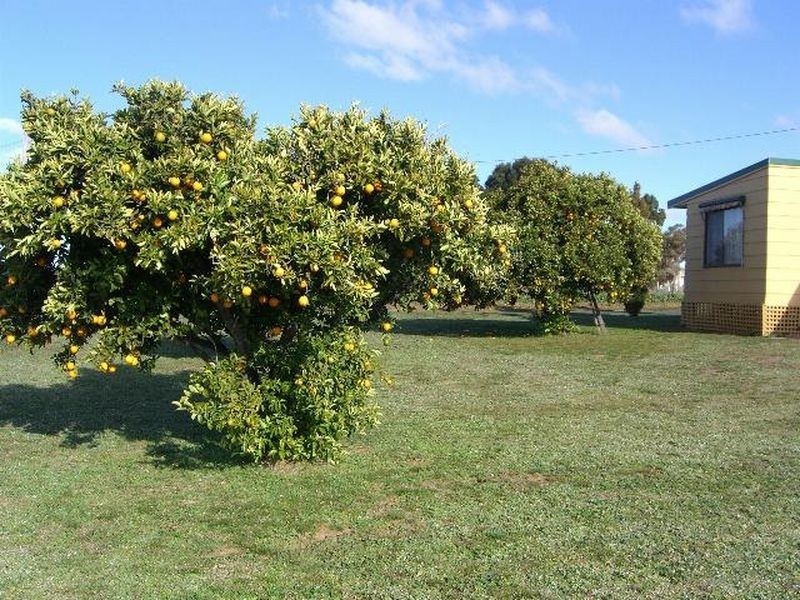 Prunevale Road, Young NSW 2594