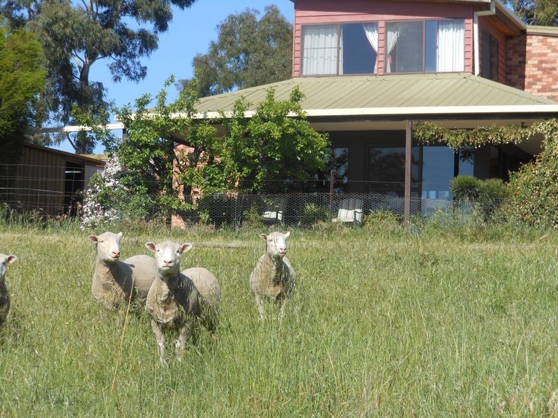 149 Chums Lane, Young NSW 2594