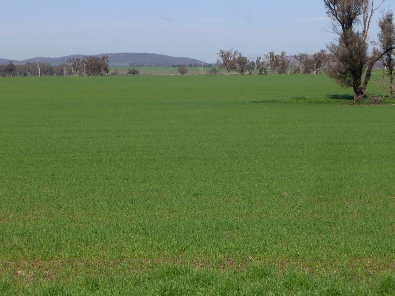 ROSE VALLE 91 Mountain View Road, Young NSW 2594