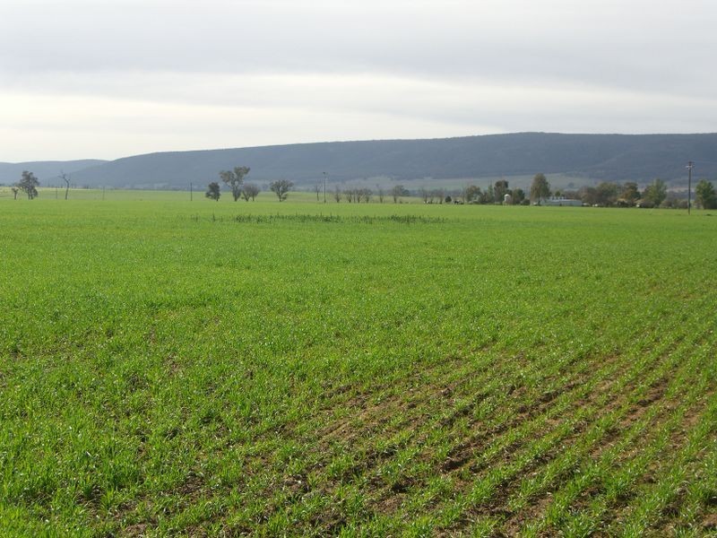 ROSE VALLE 91 Mountain View Road, Young NSW 2594