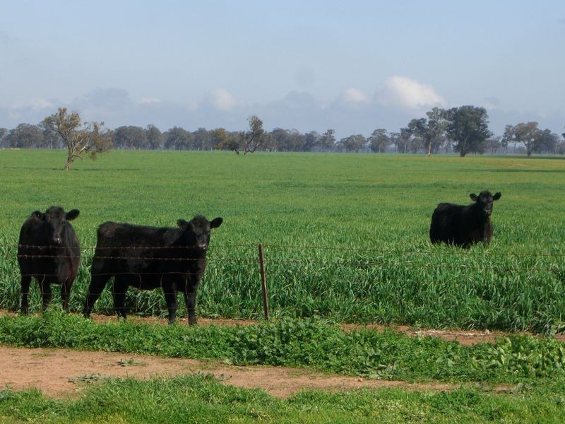 00 ALTON PARK Schillers Road, Young NSW 2594