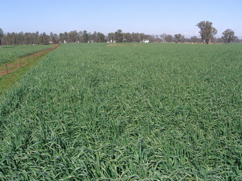 00 ALTON PARK Schillers Road, Young NSW 2594