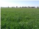 00 ALTON PARK Schillers Road, Young NSW 2594