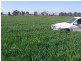 00 ALTON PARK Schillers Road, Young NSW 2594