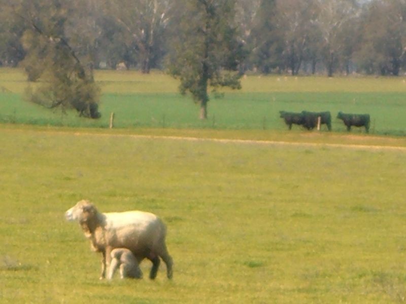 00 ALTON PARK Schillers Road, Young NSW 2594