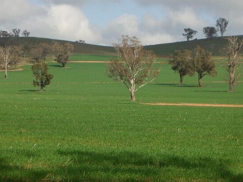 00 SALCOATS Dirnaseer Road, Young NSW 2594