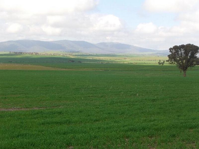 00 SALCOATS Dirnaseer Road, Young NSW 2594