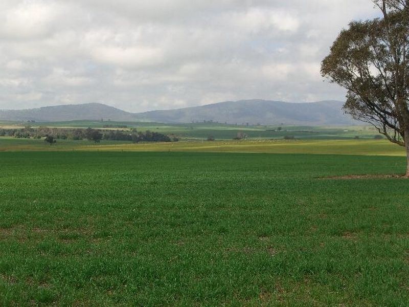 00 SALCOATS Dirnaseer Road, Young NSW 2594