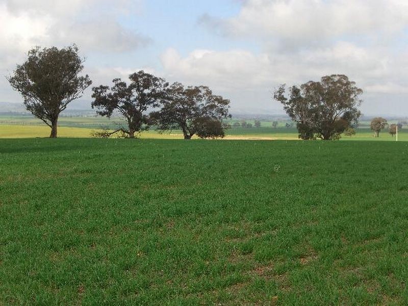 00 SALCOATS Dirnaseer Road, Young NSW 2594