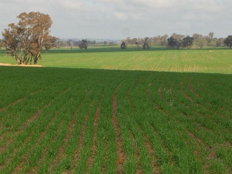 00 SALCOATS Dirnaseer Road, Young NSW 2594