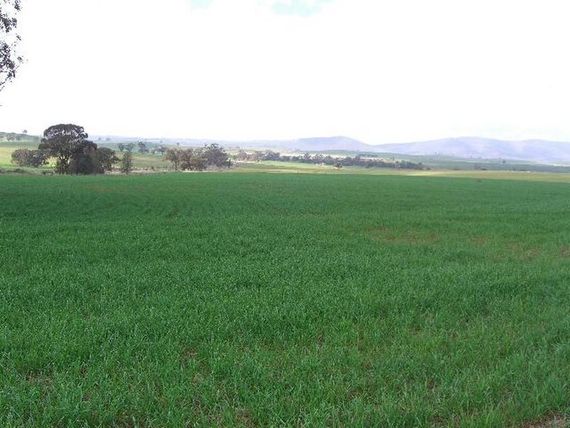 00 SALCOATS Dirnaseer Road, Young NSW 2594