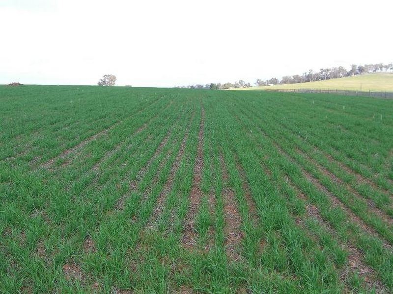 00 SALCOATS Dirnaseer Road, Young NSW 2594