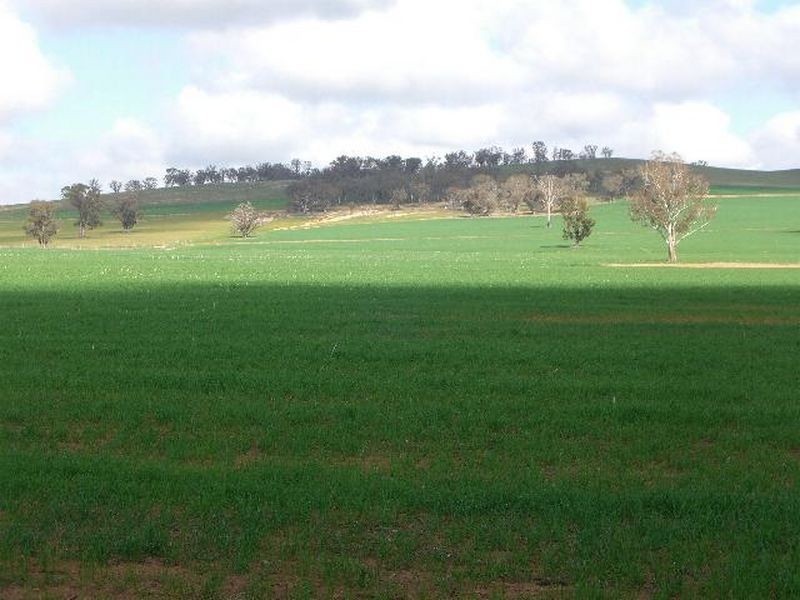 00 SALCOATS Dirnaseer Road, Young NSW 2594