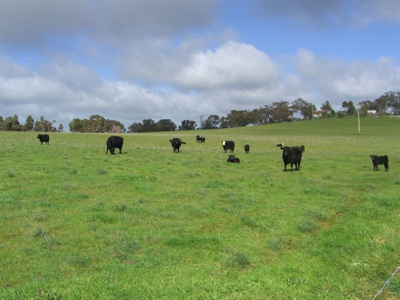1200 Boundry Road – Glenede, Young NSW 2594