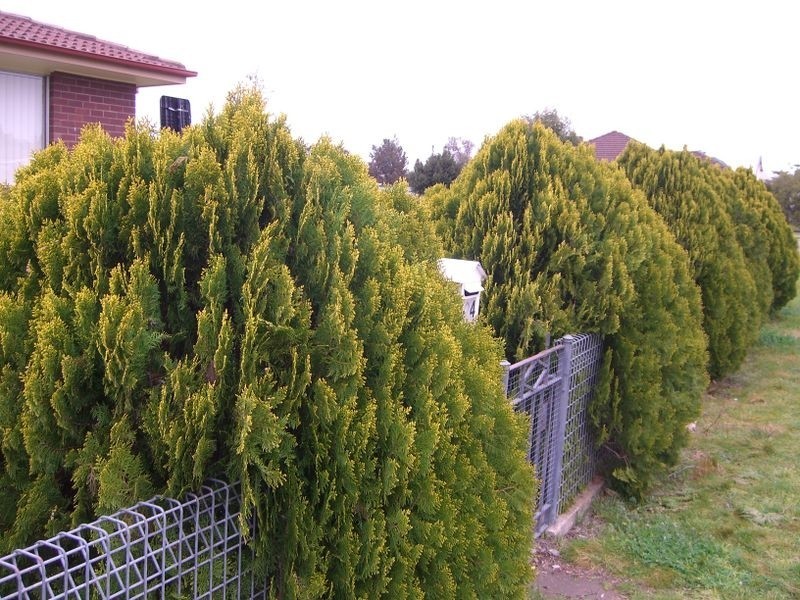 24 Murringo Street, Young NSW 2594