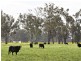 00 LALOKI STOCKINBINGAL, Young NSW 2594