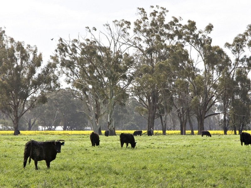 00 LALOKI STOCKINBINGAL, Young NSW 2594