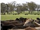 00 LALOKI STOCKINBINGAL, Young NSW 2594