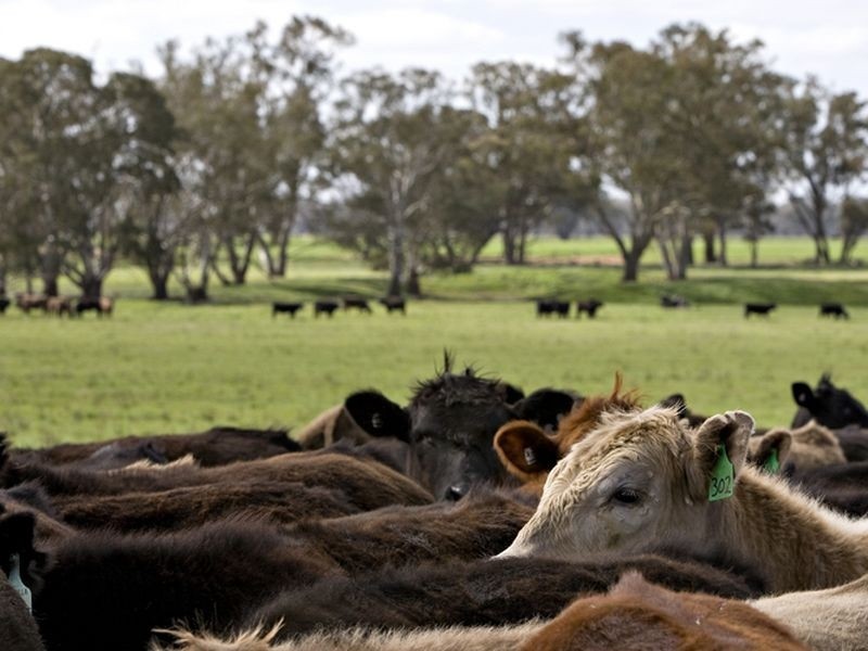 00 LALOKI STOCKINBINGAL, Young NSW 2594