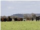 00 LALOKI STOCKINBINGAL, Young NSW 2594