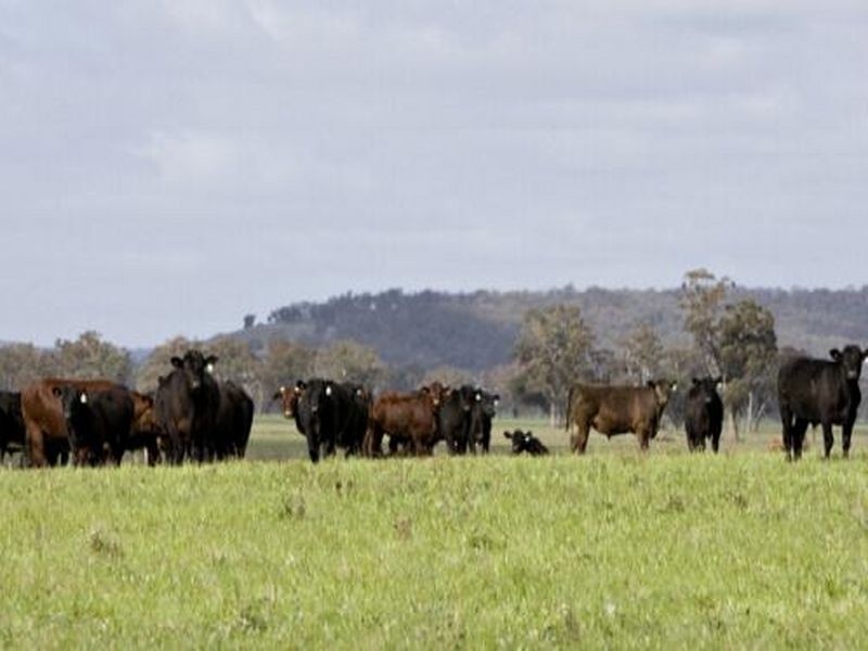 00 LALOKI STOCKINBINGAL, Young NSW 2594