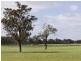 00 LALOKI STOCKINBINGAL, Young NSW 2594