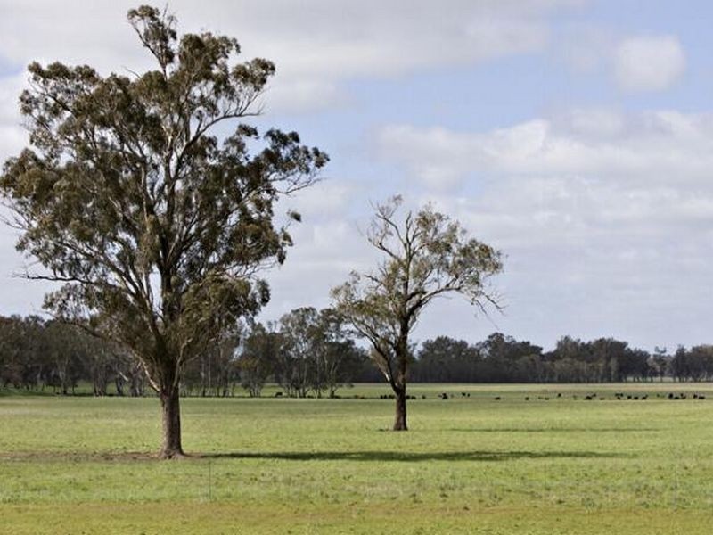 00 LALOKI STOCKINBINGAL, Young NSW 2594