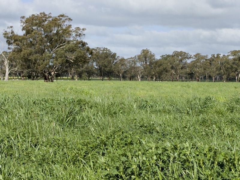 00 LALOKI STOCKINBINGAL, Young NSW 2594